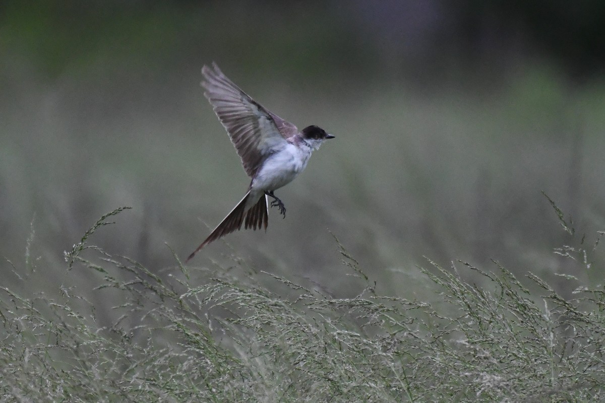 Fork-tailed Flycatcher (savana) - ML636265637