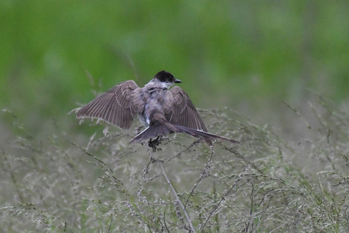 Fork-tailed Flycatcher (savana) - ML636265643