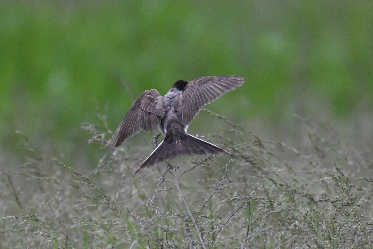 Fork-tailed Flycatcher (savana) - ML636265650