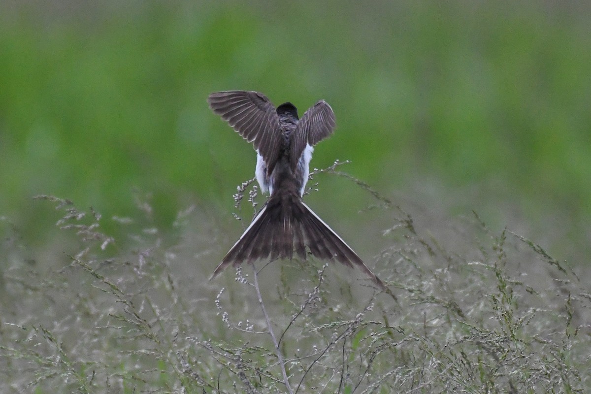 Fork-tailed Flycatcher (savana) - ML636265655