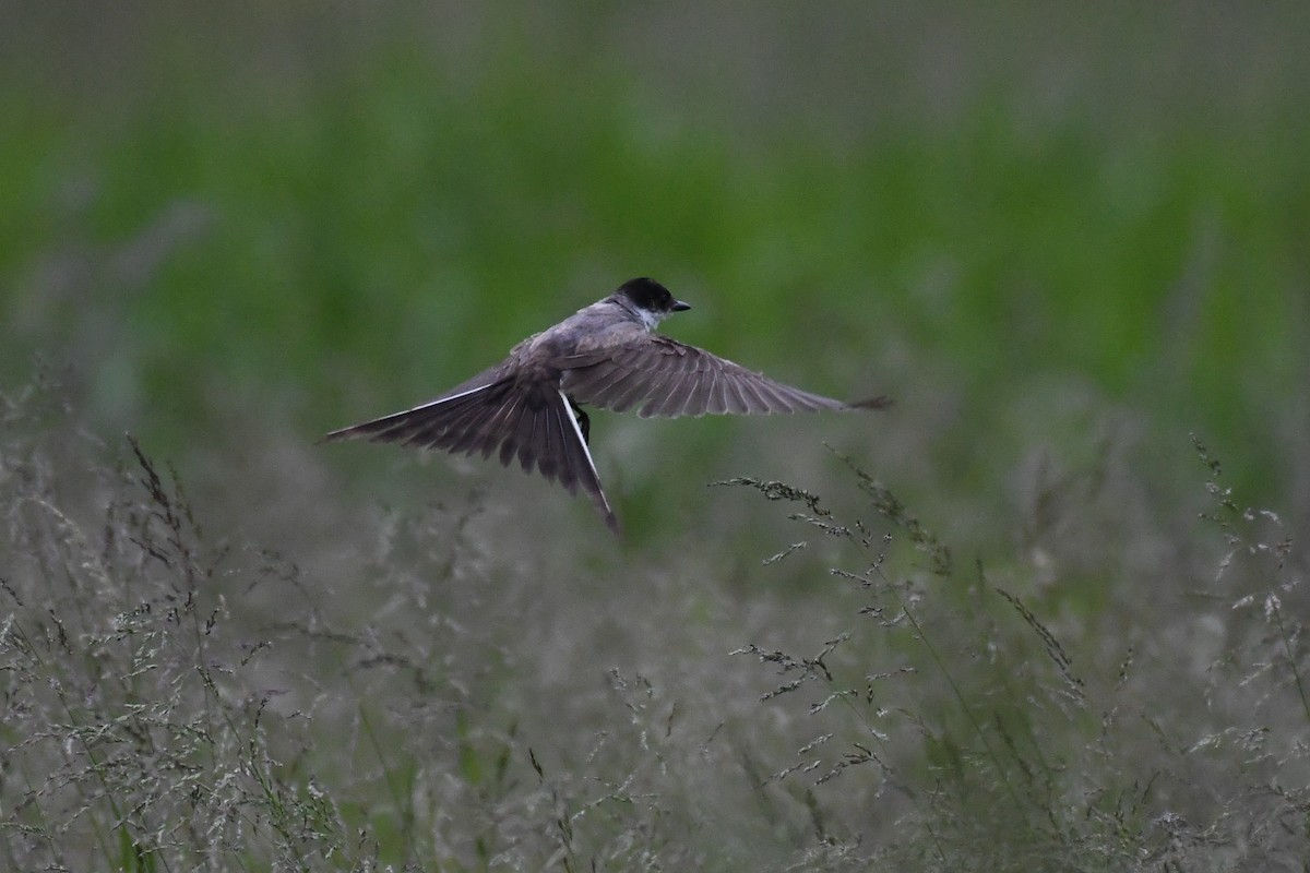Fork-tailed Flycatcher (savana) - ML636265681