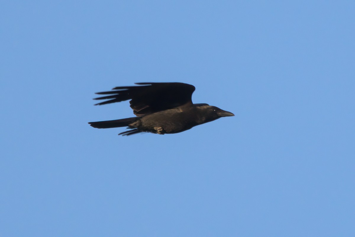 American Crow - ML636265712
