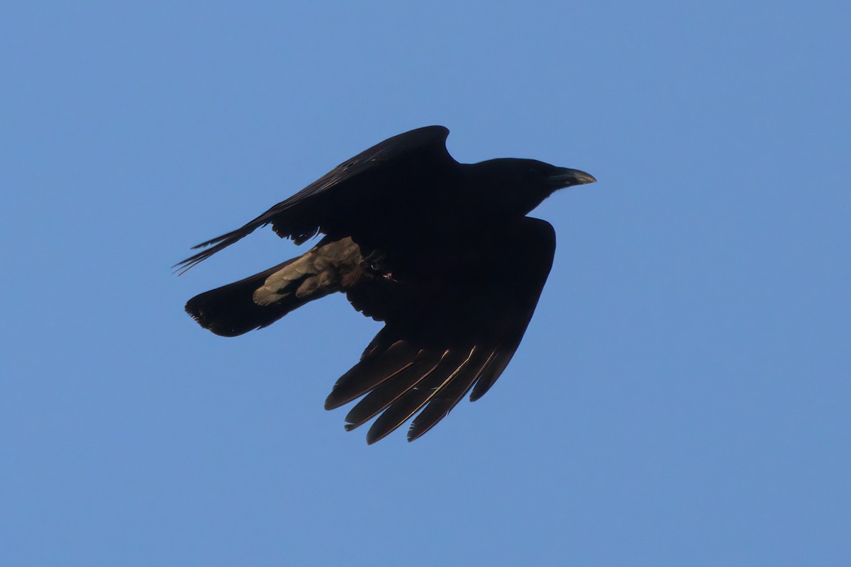 American Crow - ML636265714