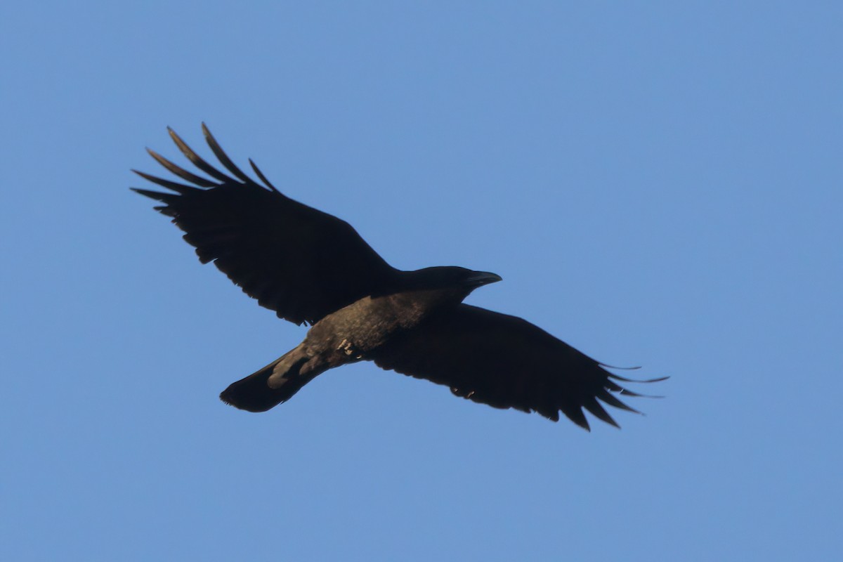 American Crow - ML636265715