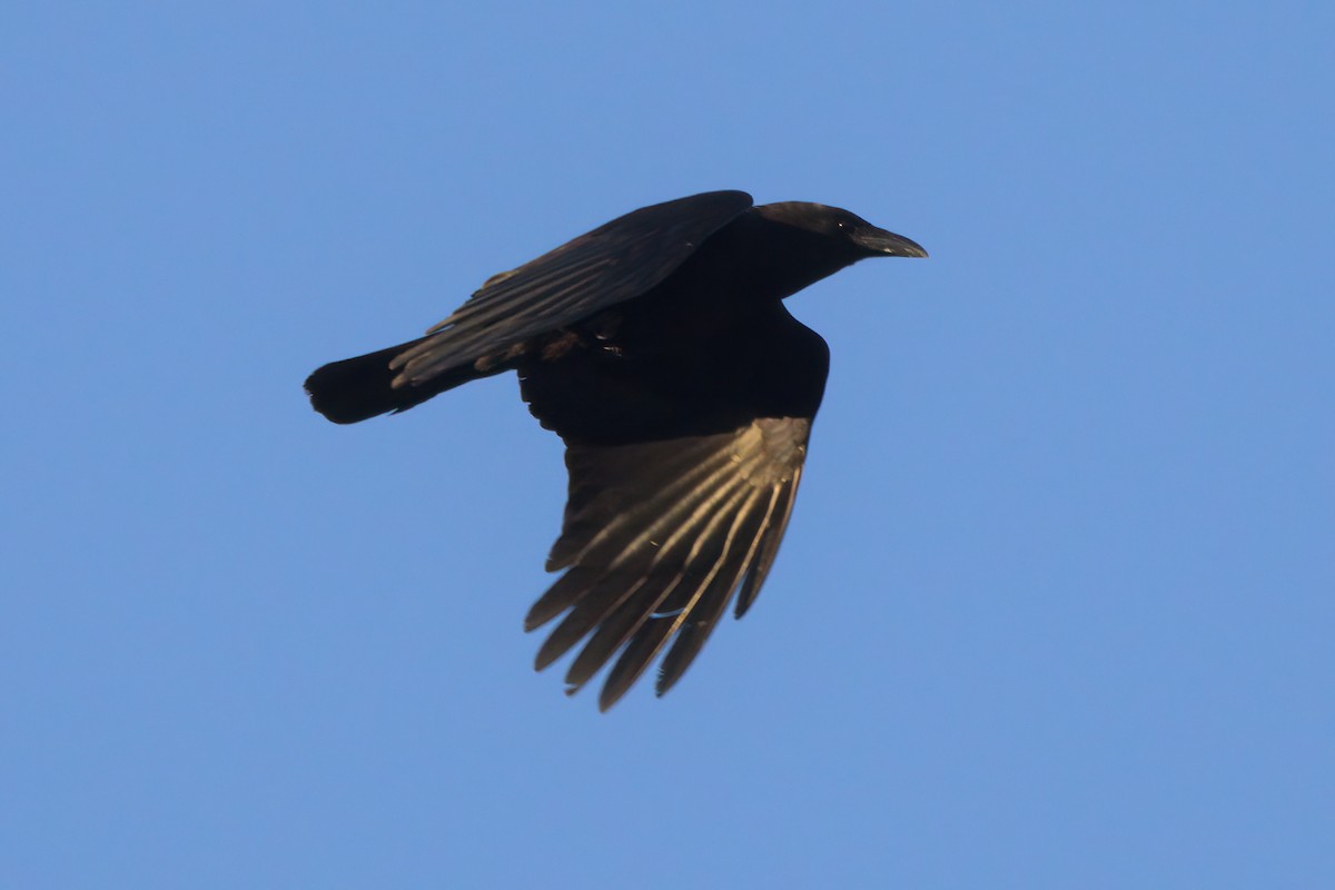 American Crow - ML636265716
