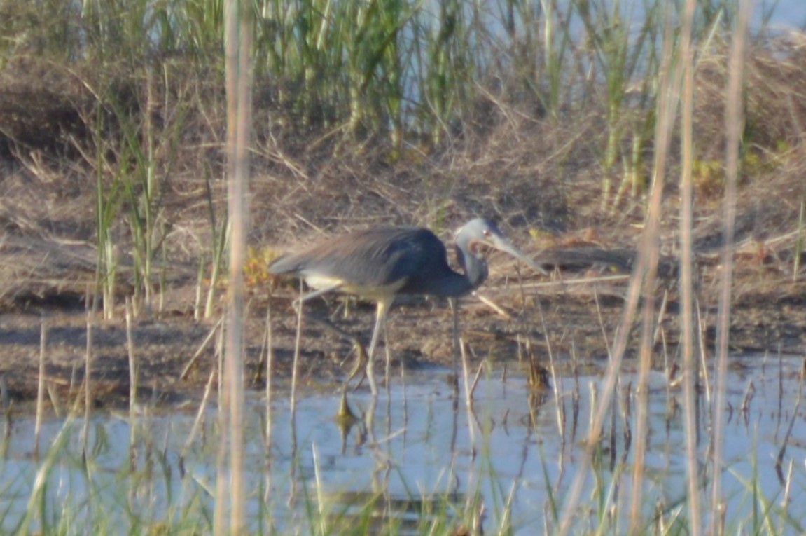 Tricolored Heron - ML636265722