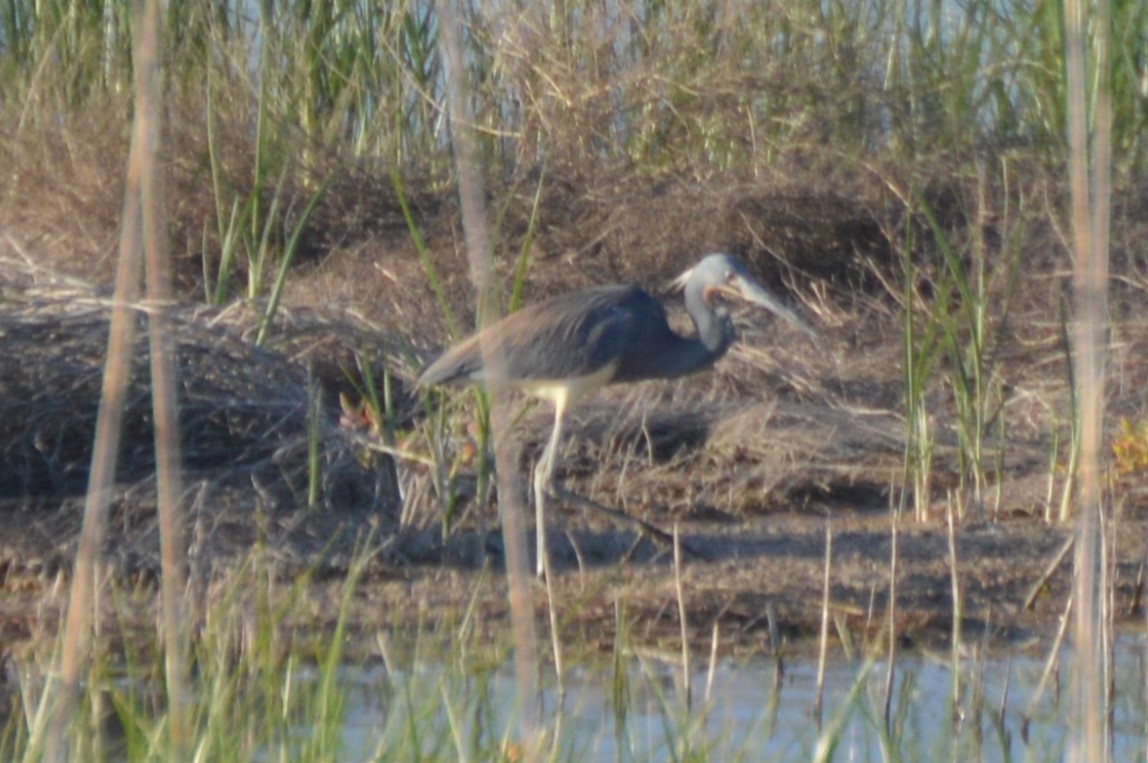 Tricolored Heron - ML636265723
