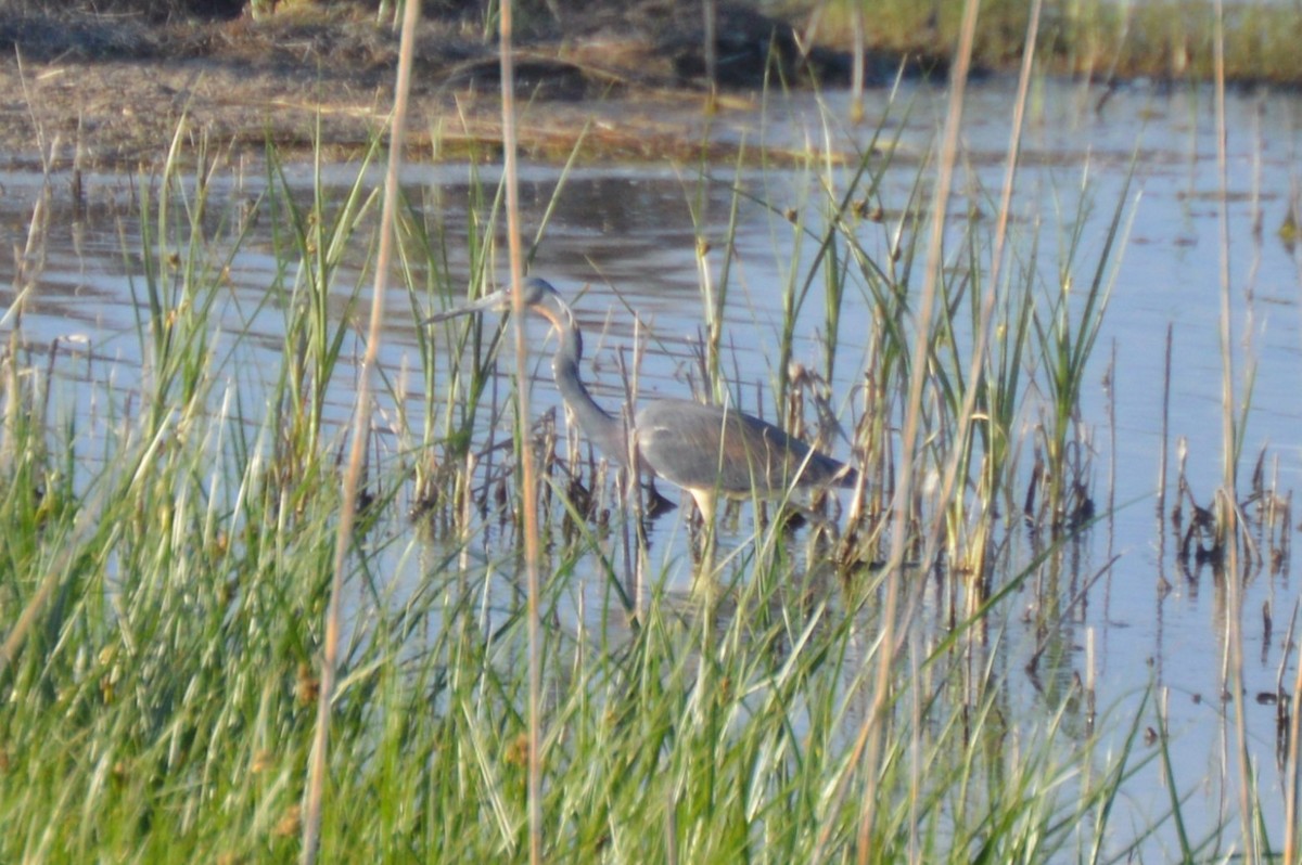 Tricolored Heron - ML636265724