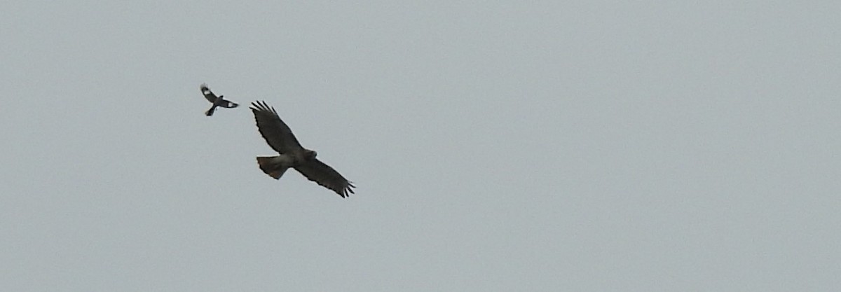 Northern Mockingbird - ML636265725