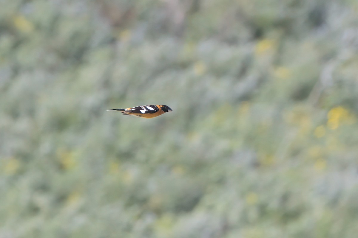 Black-headed Grosbeak - ML636265732