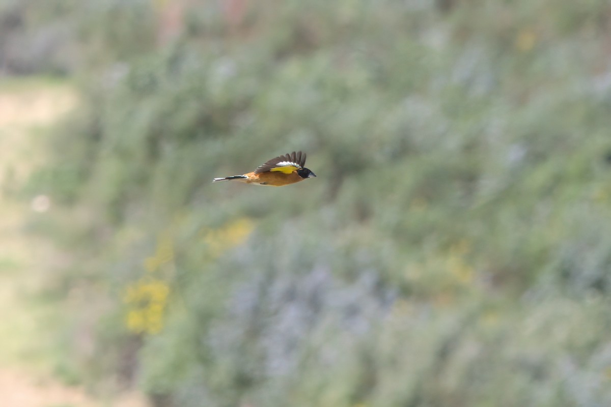 Black-headed Grosbeak - ML636265733