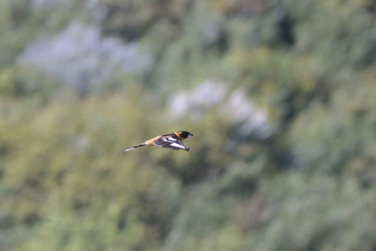 Black-headed Grosbeak - ML636265734