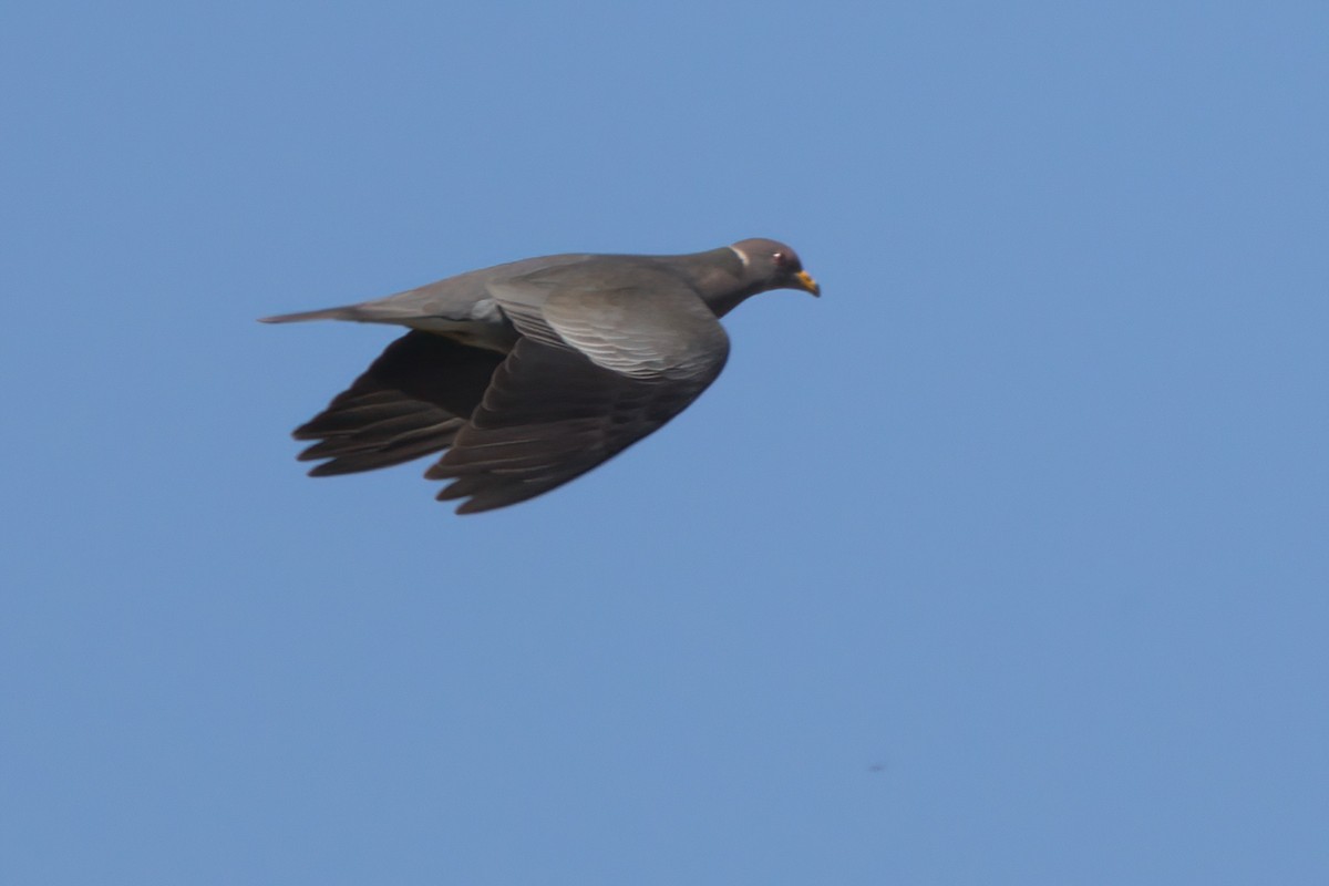 Band-tailed Pigeon - ML636265739