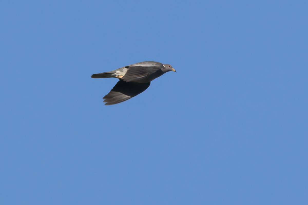 Band-tailed Pigeon - ML636265740