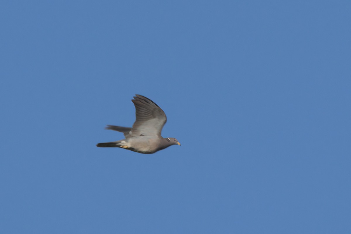 Band-tailed Pigeon - ML636265741