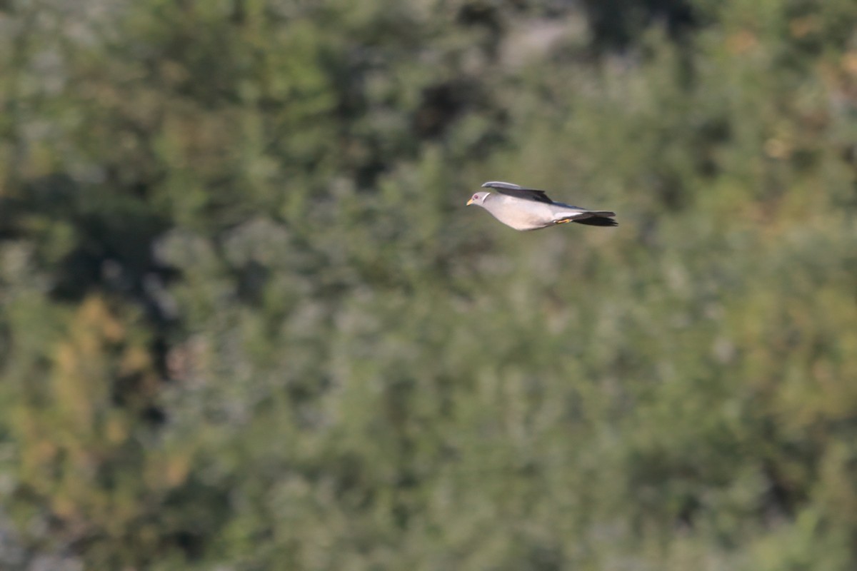 Band-tailed Pigeon - ML636265742