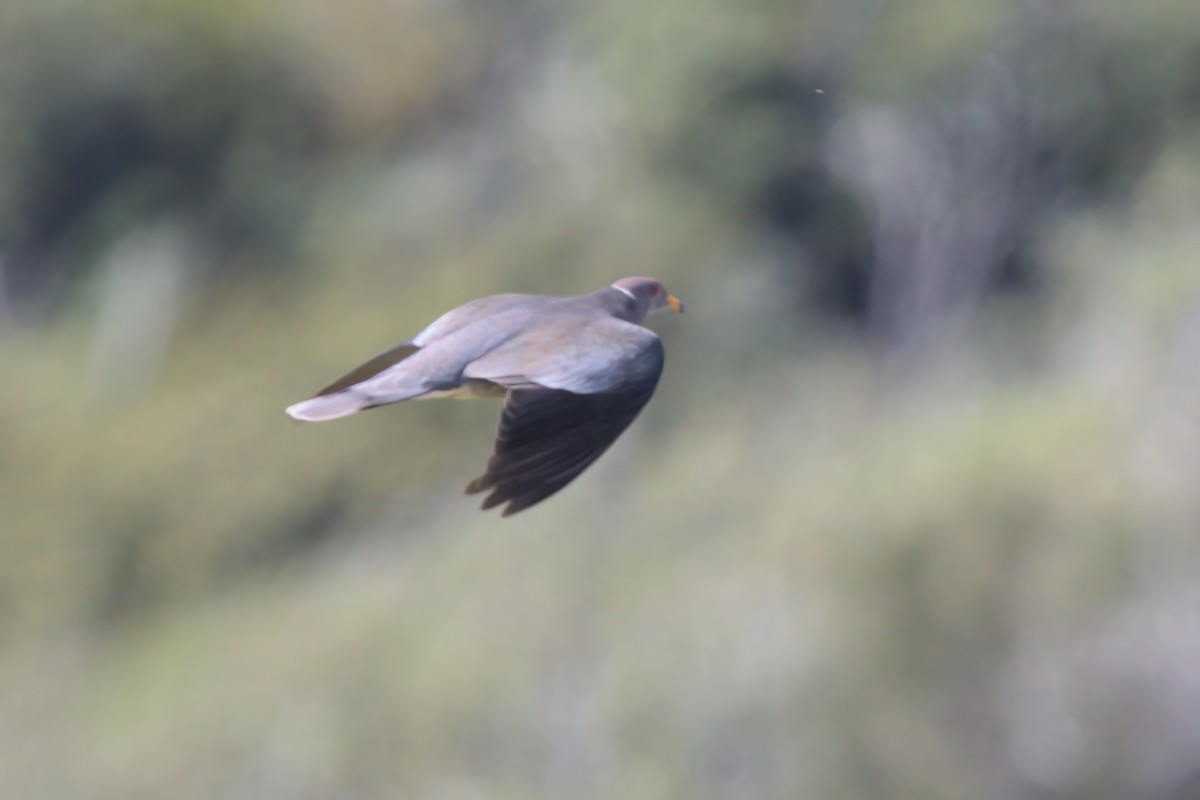 Band-tailed Pigeon - ML636265743