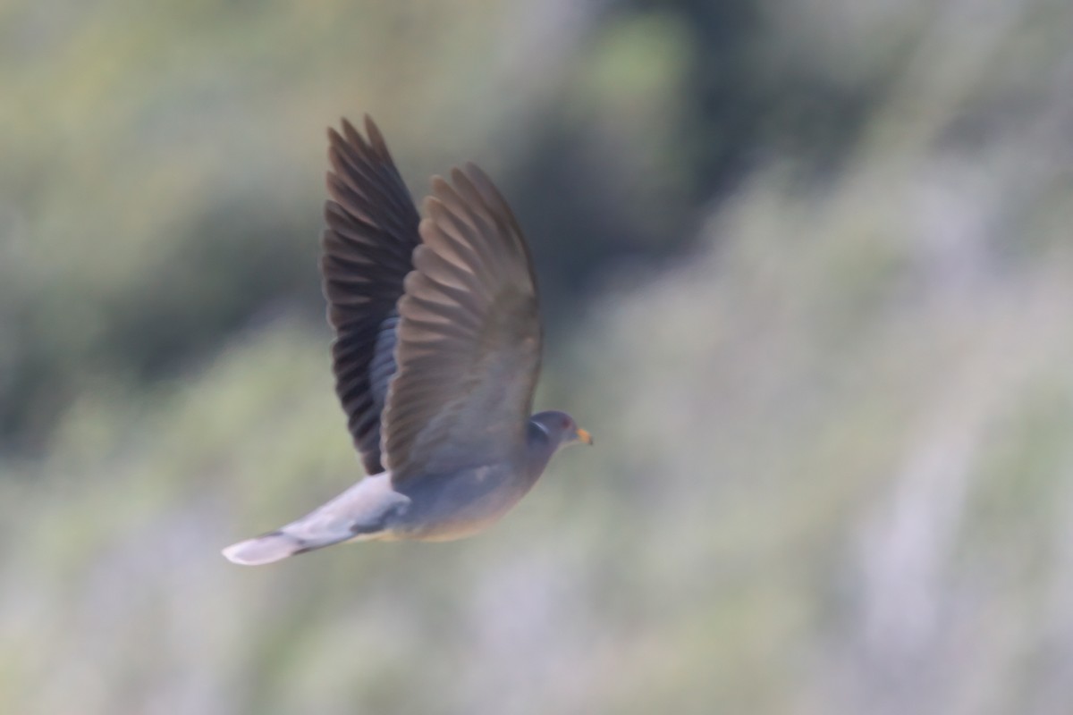 Band-tailed Pigeon - ML636265744
