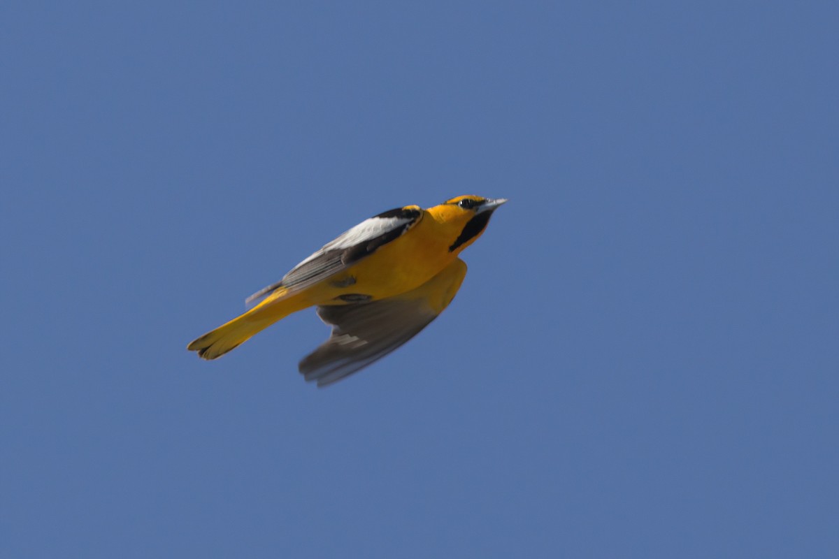 Bullock's Oriole - ML636265750
