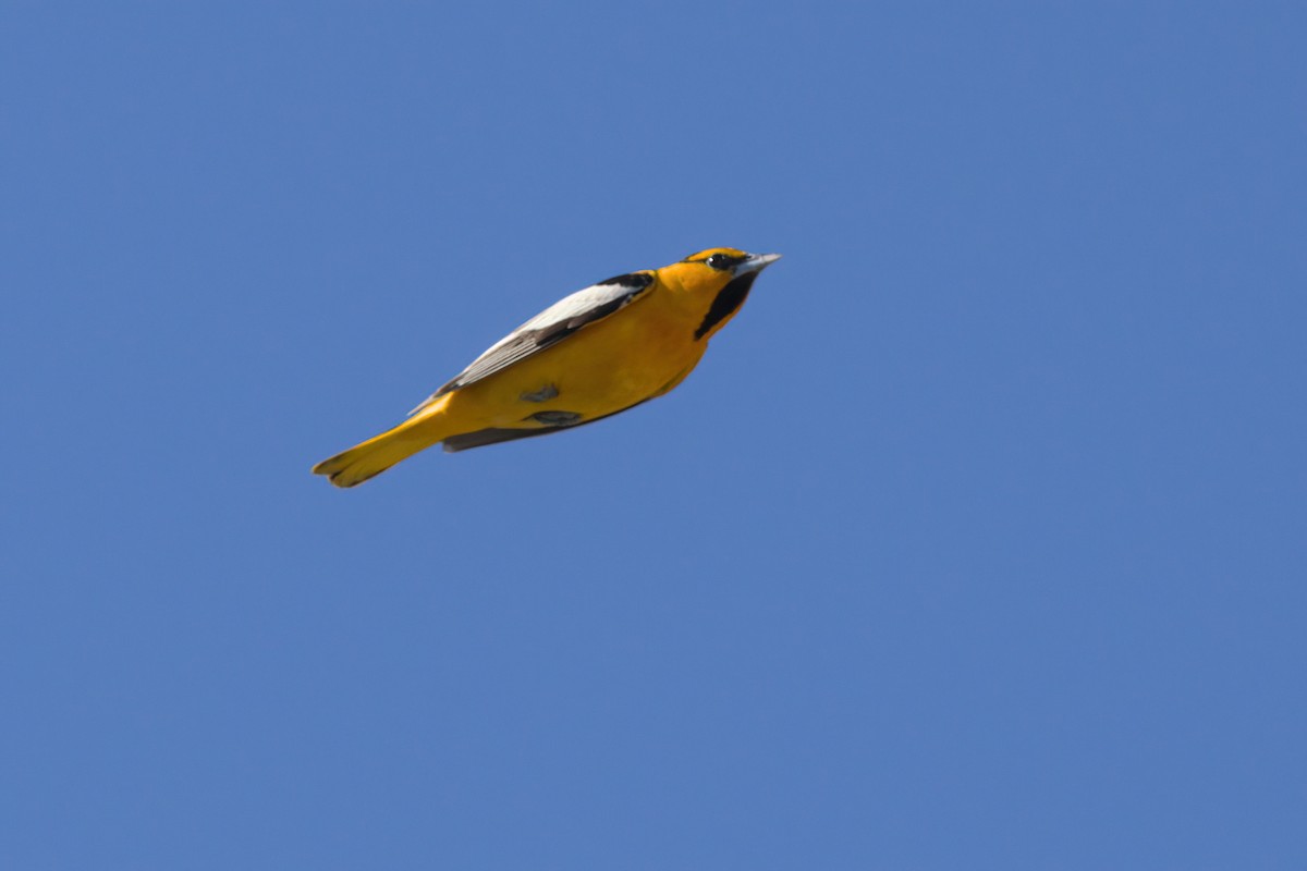 Bullock's Oriole - ML636265751