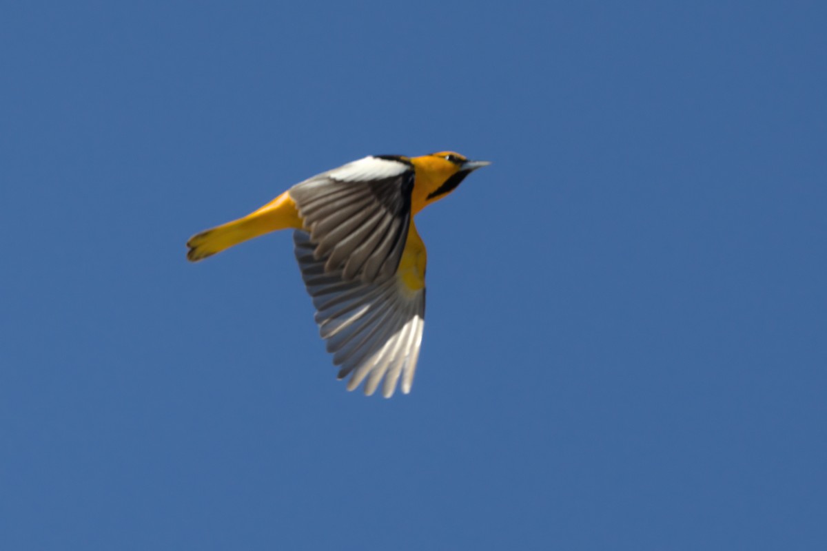 Bullock's Oriole - ML636265752