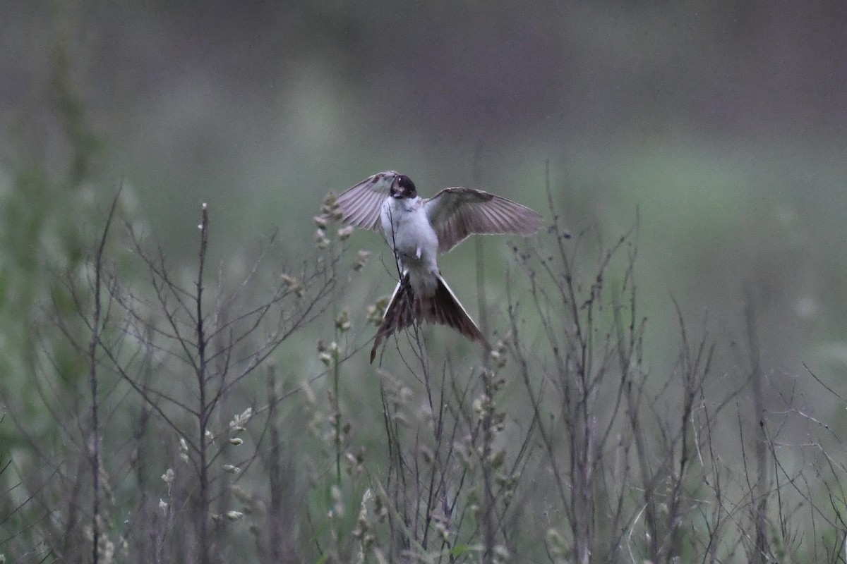 Fork-tailed Flycatcher (savana) - ML636265753