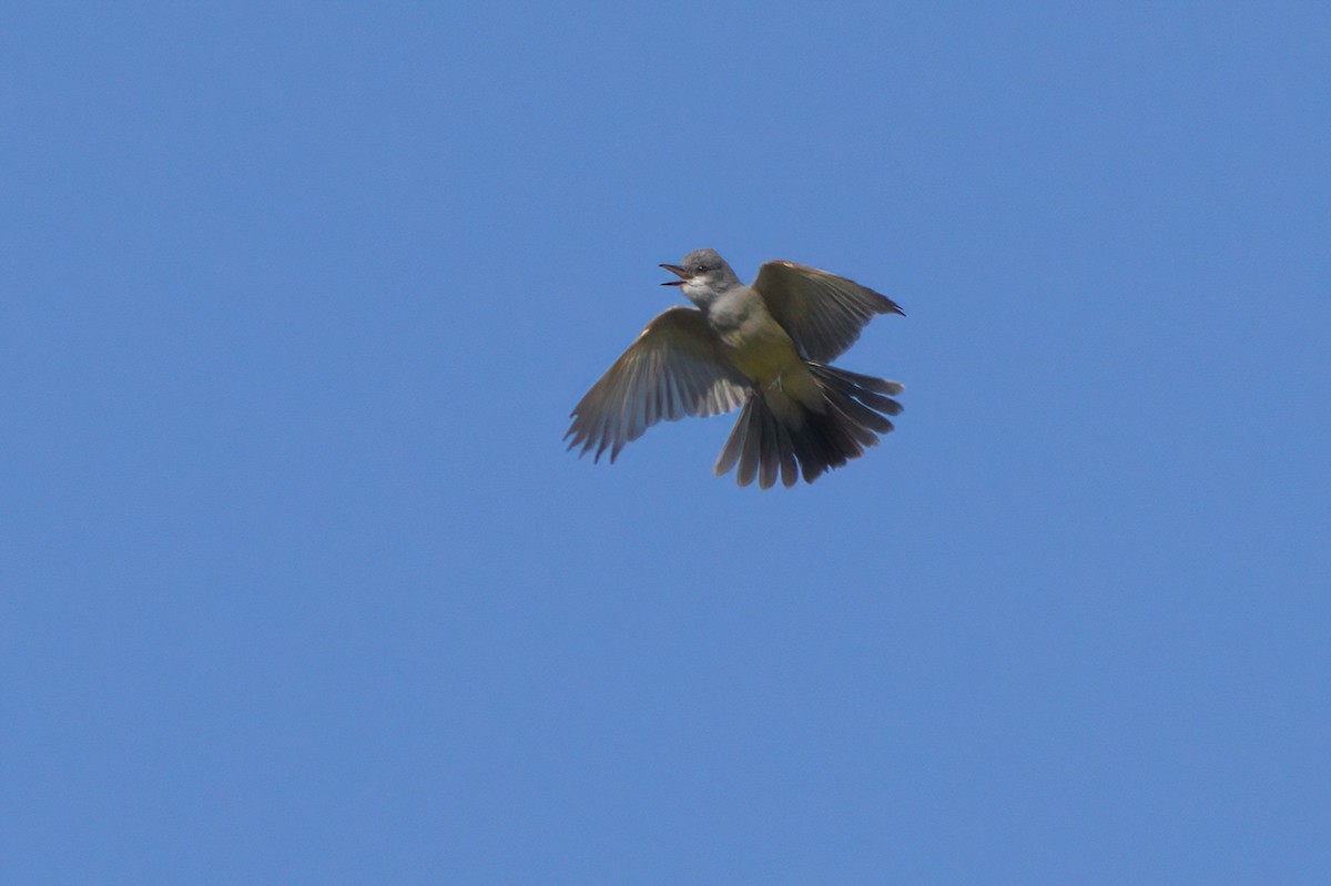 Cassin's Kingbird - ML636265759