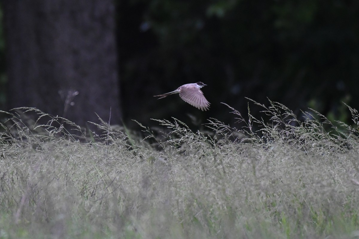 Fork-tailed Flycatcher (savana) - ML636265760