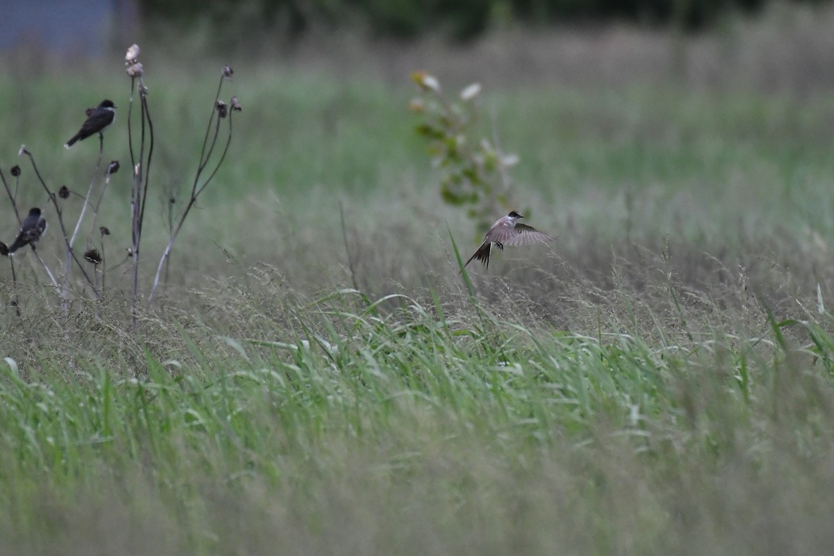 Fork-tailed Flycatcher (savana) - ML636265764