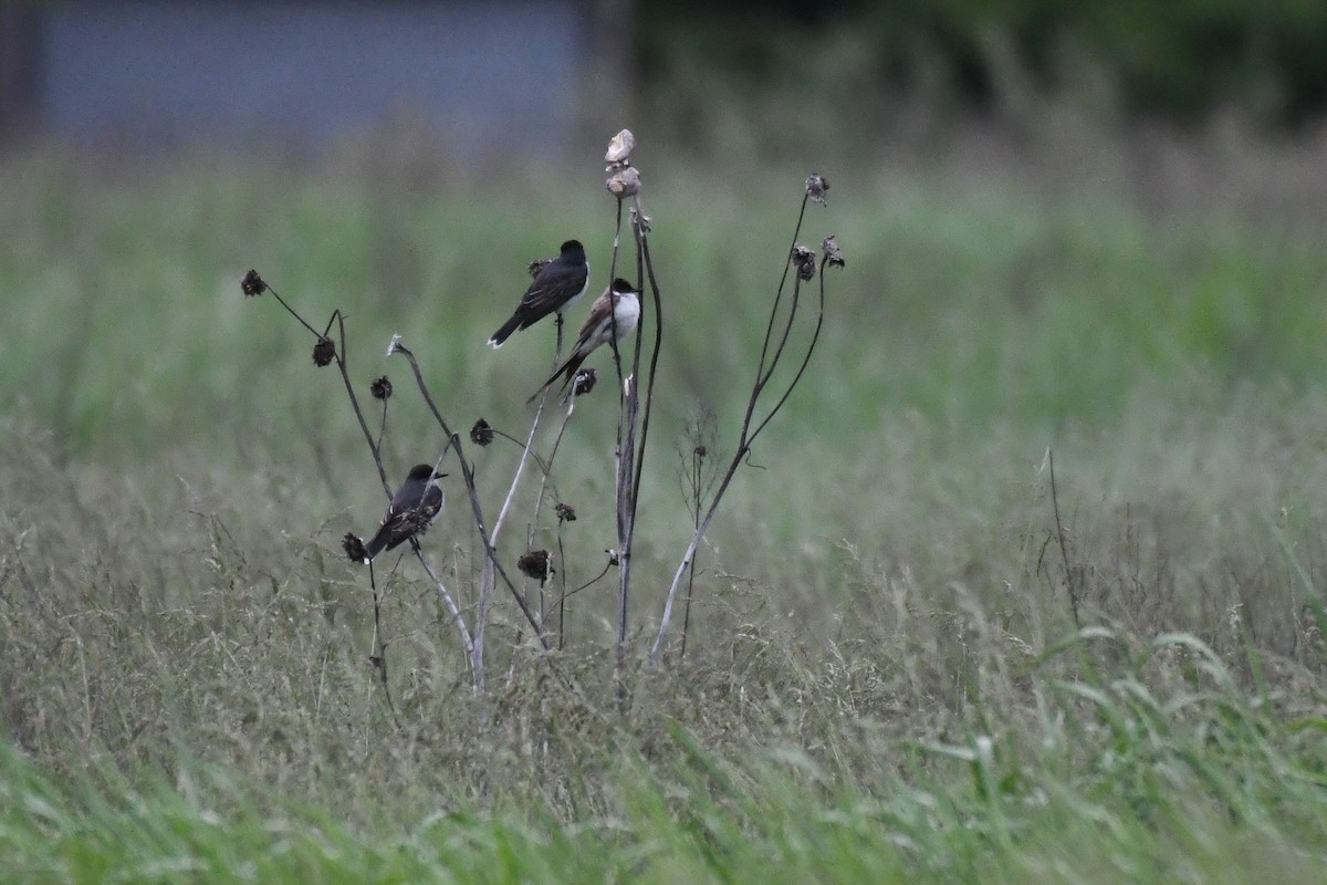 Fork-tailed Flycatcher (savana) - ML636265767