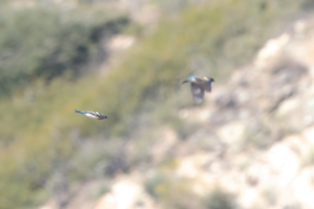 Lazuli Bunting - ML636265769