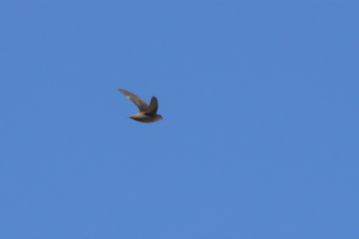 Vaux's Swift - ML636265793