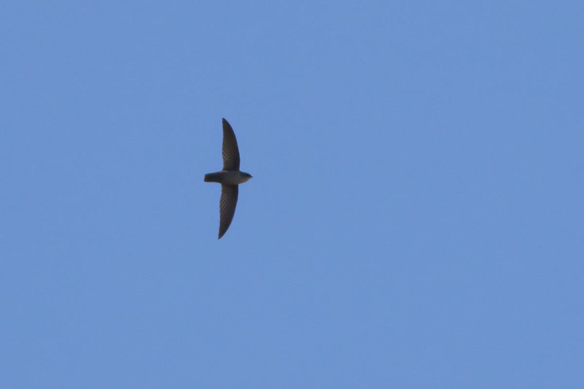 Vaux's Swift - ML636265794