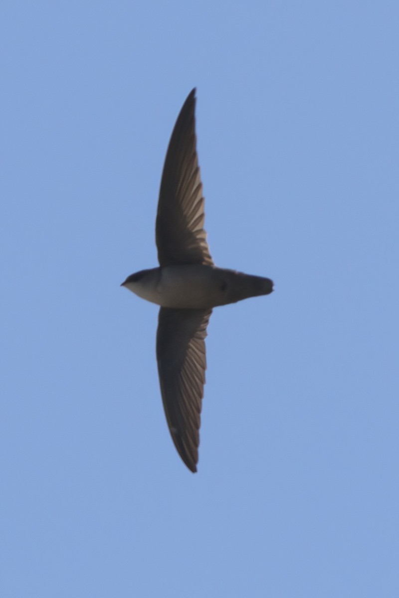 Vaux's Swift - ML636265796