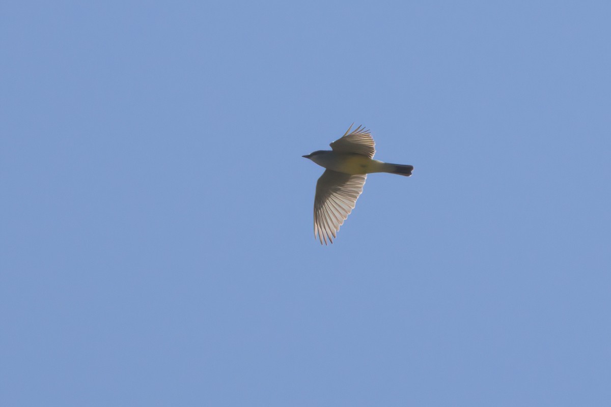 Western Kingbird - ML636265800