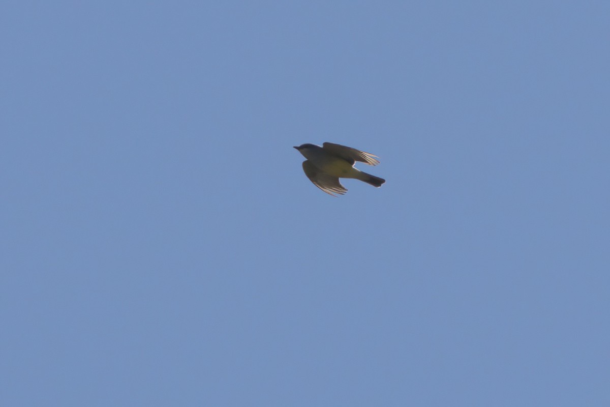 Western Kingbird - ML636265801