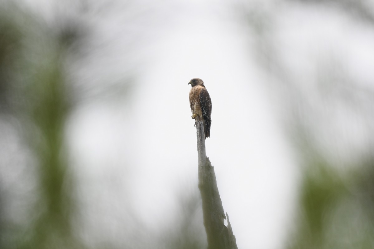 Red-shouldered Hawk - ML636265820