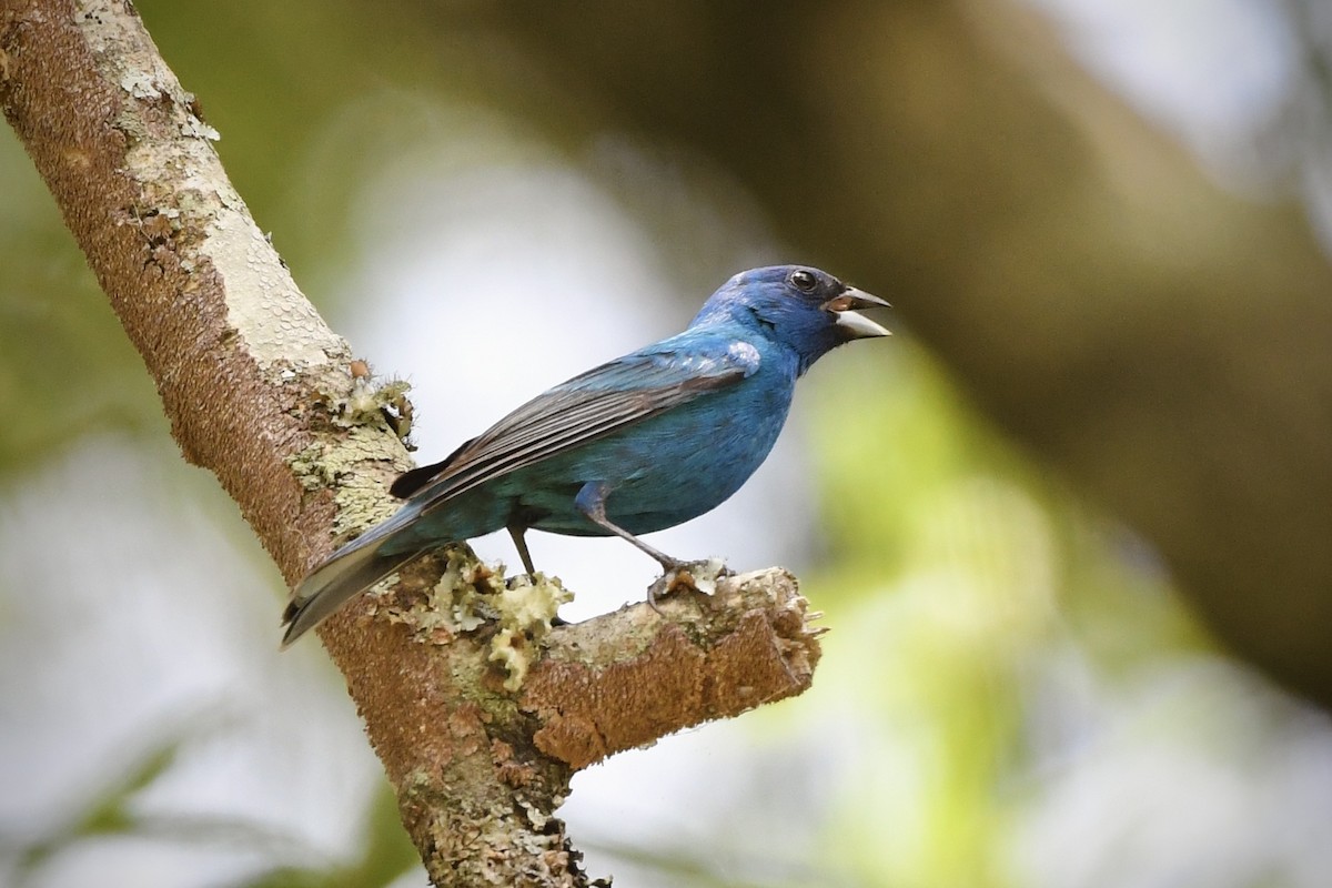Indigo Bunting - ML636265908