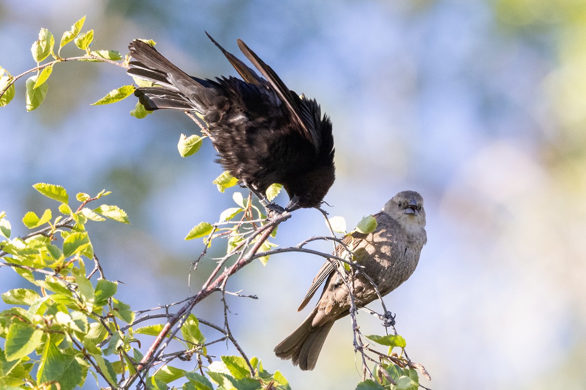 Brown-headed Cowbird - ML636265941