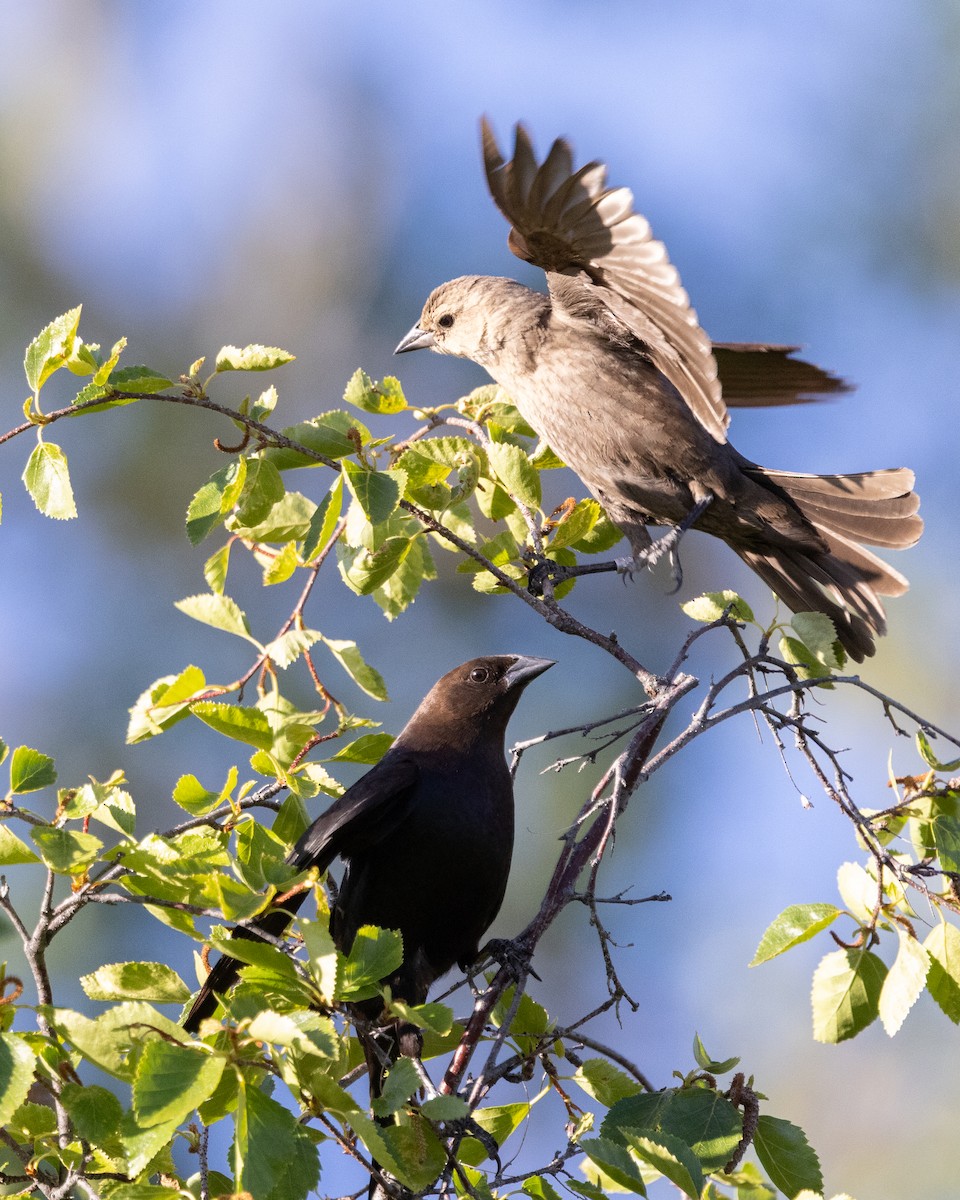 Brown-headed Cowbird - ML636265942