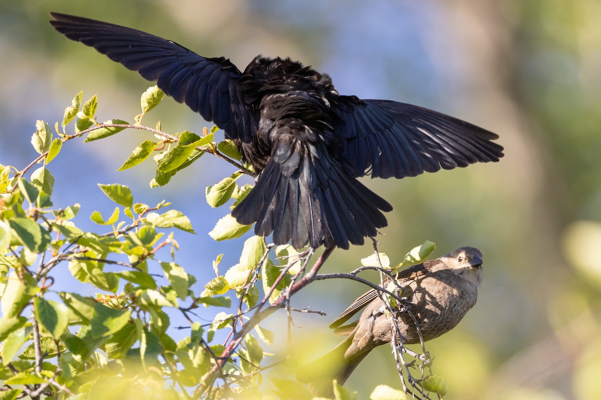 Brown-headed Cowbird - ML636265944