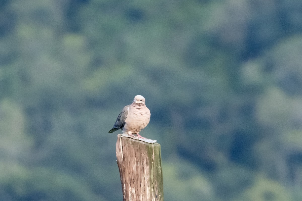 Eared Dove - ML636266004