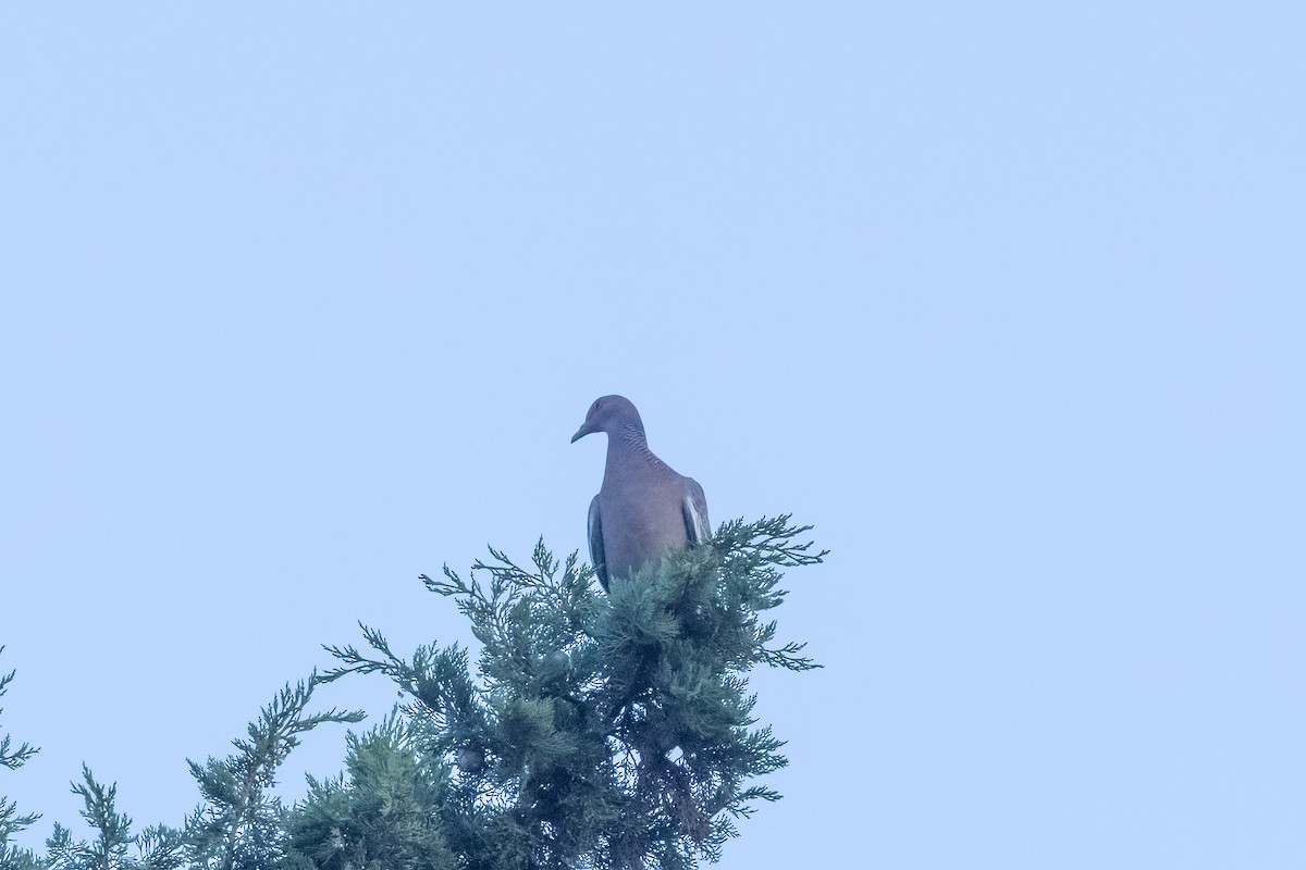 Picazuro Pigeon - ML636266009