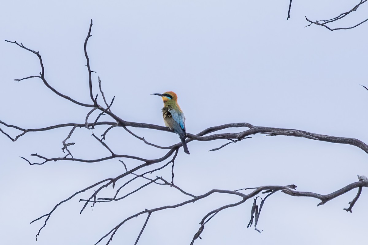 Rainbow Bee-eater - ML636266056