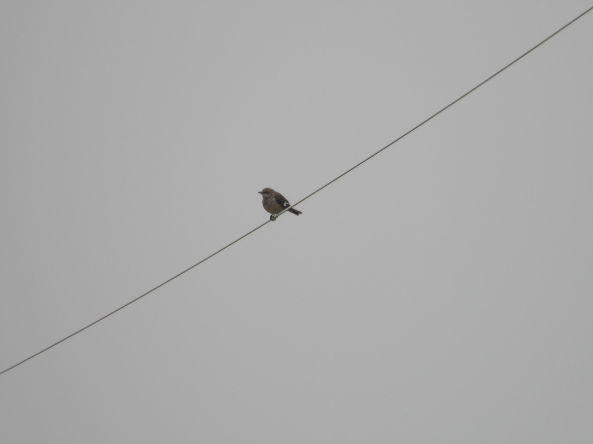 Northern Mockingbird - ML636266068
