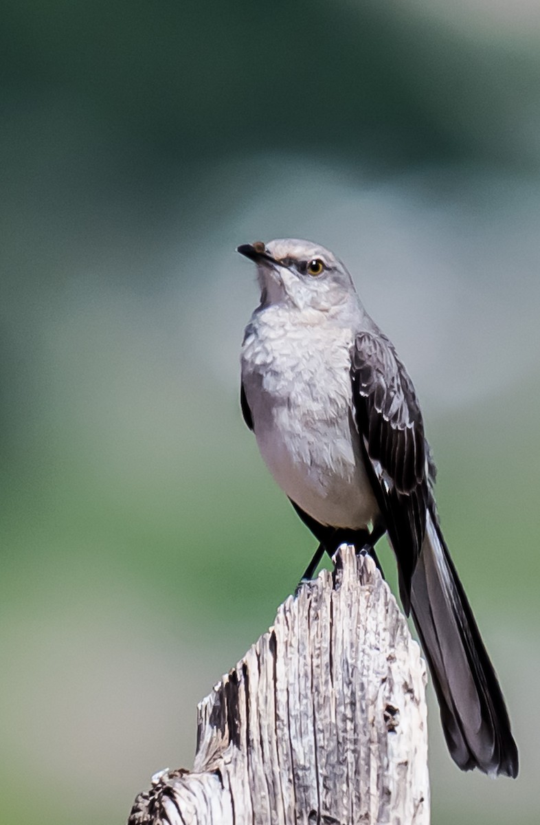 Northern Mockingbird - ML636266160