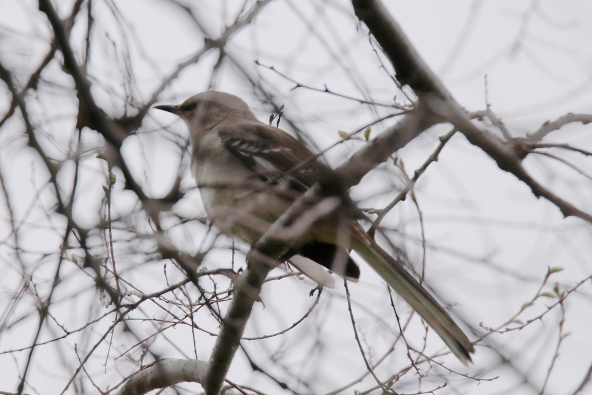 Northern Mockingbird - ML636266200