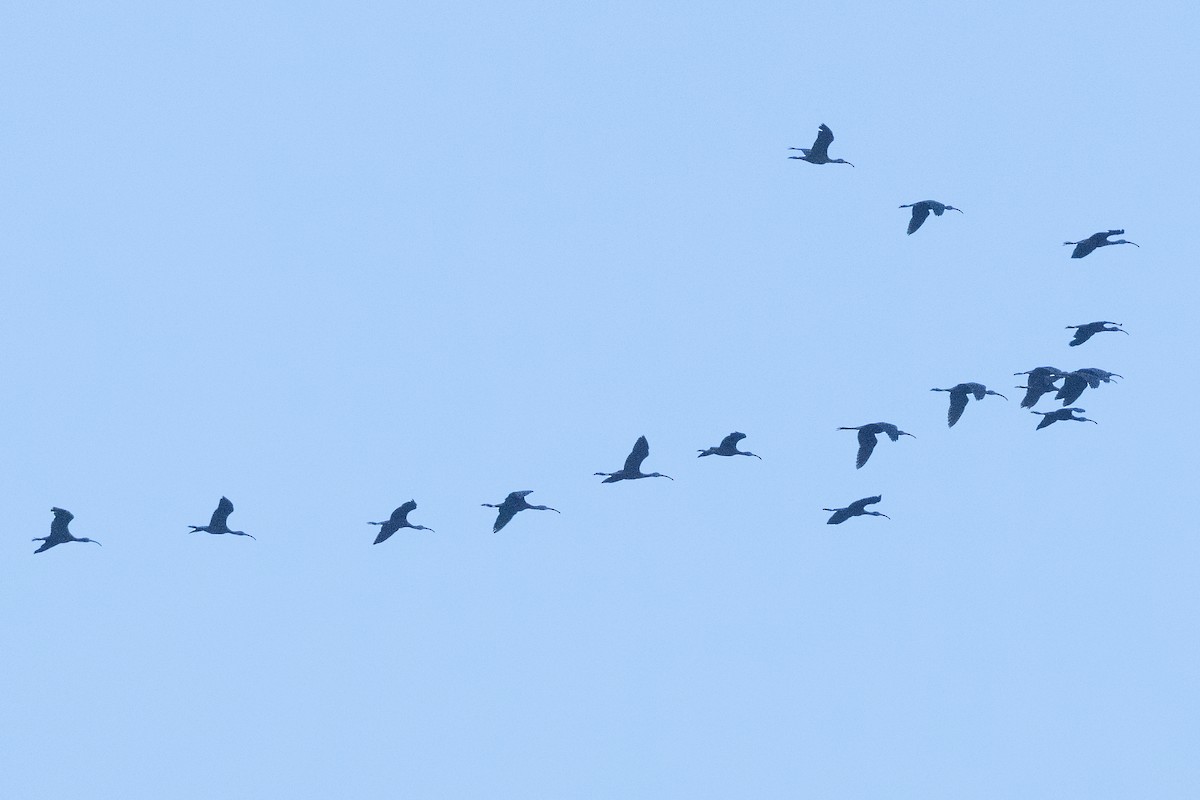White-faced Ibis - ML636266292