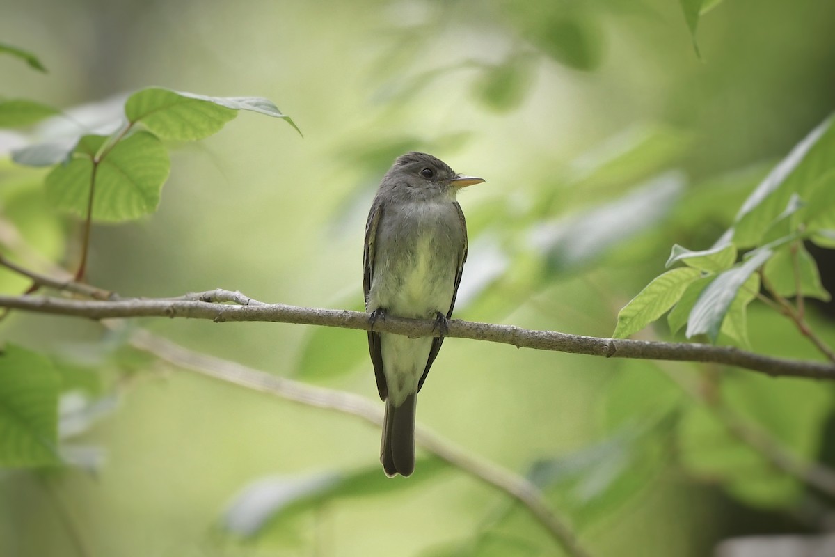 Eastern Wood-Pewee - ML636266302