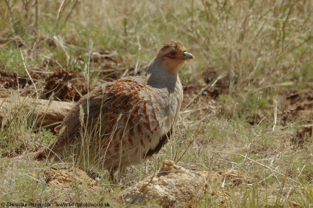 Daurian Partridge - ML636266342